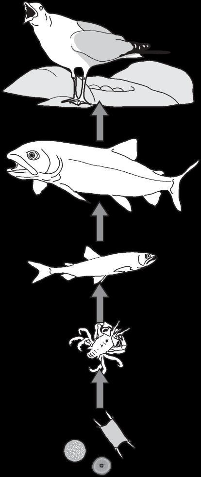 Biomagnification Measured in Parts per million (ppm) Herring gull eggs 124 ppm Lake trout 4.83 ppm Smelt 1.04 ppm Zooplankton 0.
