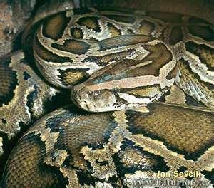 Introduced Species Species Burmese python Came as a pet species Where Introduced Florida Everglades