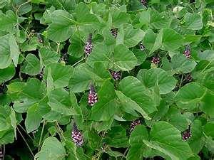 and even dogs Kudzu -Introduced as a native houseplant Common house mouse SE United States (also from SE