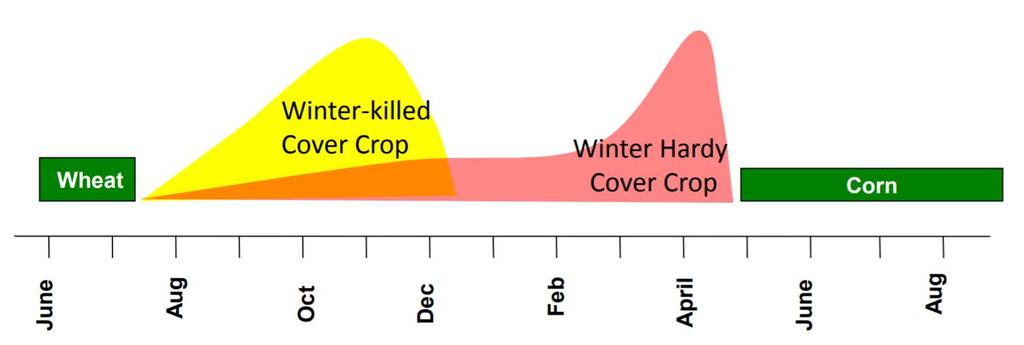 WHAT DO COVER CROPS DO? Fill the gap between cash crops Hunter M. 2016 Mar.