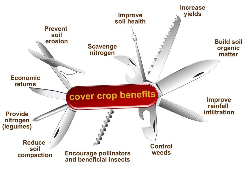 WHAT DO COVER CROPS DO? Provide ecosystem services https://www.pca.state.mn.
