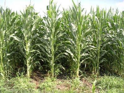 The experiment was planted to corn Blue River 66P32 30,000