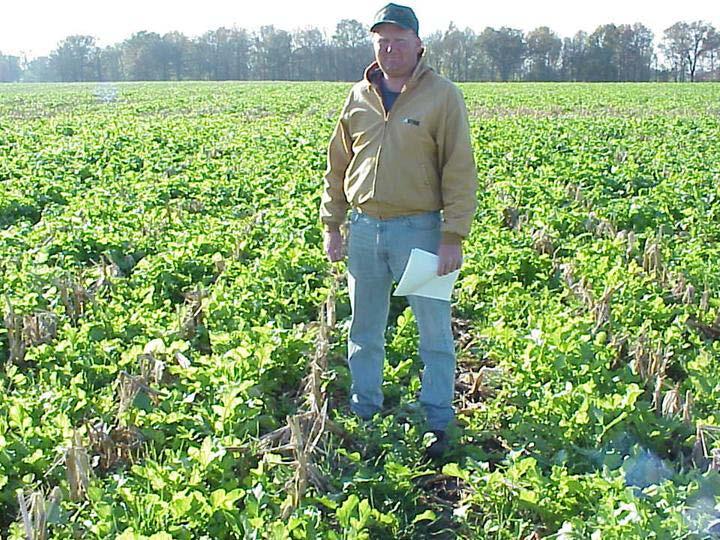 Cliff Schuette Turnips and Cereal Rye Airseed 8/25/2000 Barkant Turnips-3