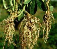 The correct inoculant ensures the formation of nitrogen fixing sites or nodules on the plant roots.