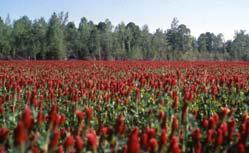 weeds What are your desired benefits? If you want to supply nitrogen, crimson clover or hairy vetch are good choices.