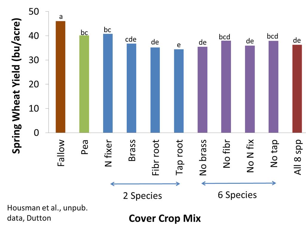 Effect of cover crop treatment on spring wheat grain yield at