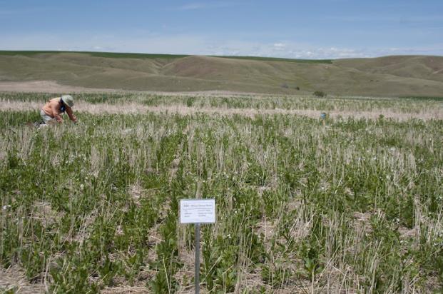 Acknowledgments USDA AFRI USDA WSARE NRCS CIG Montana Fertilizer Advisory Committee Montana
