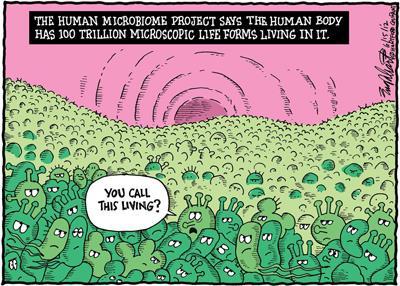 The human microbiota Even odds - Bacteria were once thought to outnumber human cells by
