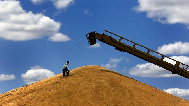 Australian Grain Industry Australia produces over : o >20