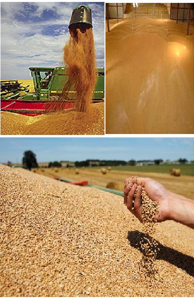 Australian Grain Exports Australia exports over 70% of grain, pulses and oilseed it produces Australia is considered a supplier of