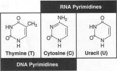DNA & RNA Nucleotides The DNA and RNA also differ in the nitrogenous bases present Both