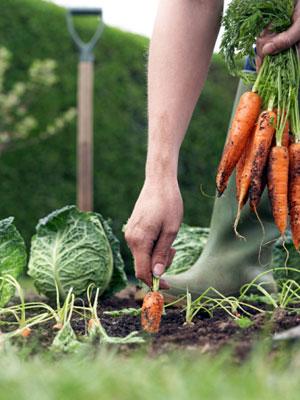 GROW YOUR OWN FOOD Planting and maintaining an organic vegetable garden in your yard provides many benefits.
