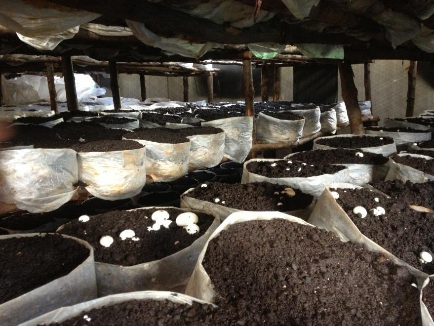 5. Button mushroom production in Ooty Source: Tamil Nadu Agricultural