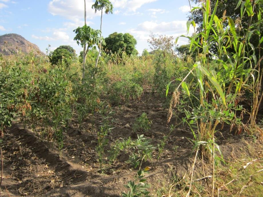 VALUE CHAINS ANALYSIS FOR PIGEON PEAS IN SOUTHERN MALAWI SUMMARY By Javier Ureña, University of Edinburgh A recent study from the University of Edinburgh (UoE) produced a global value chain analysis