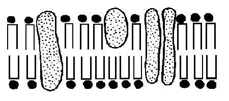 3. The diagram below shows part of the ultrastructure of a cell membrane. B A (a) Name the molecules labelled A and B. A B Molecules can move through cell membranes by various processes.