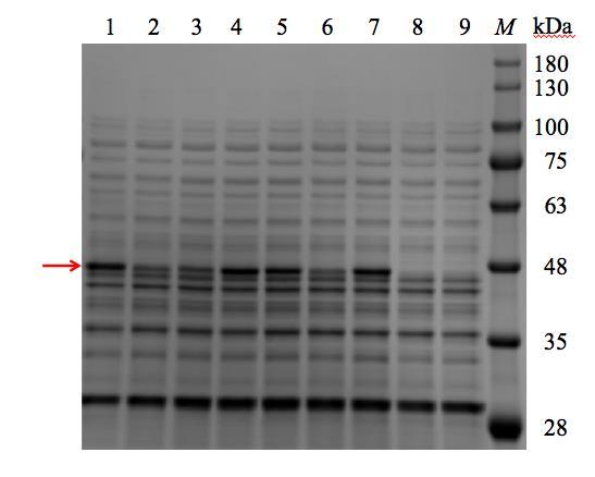 Supplementary Figure S5 SDS-PAGE analysis of water soluble fraction of cell lysate derived from recombinant E.coli expressing either wild-type or mutant enzyme. Lane M contains molecular-mass markers.