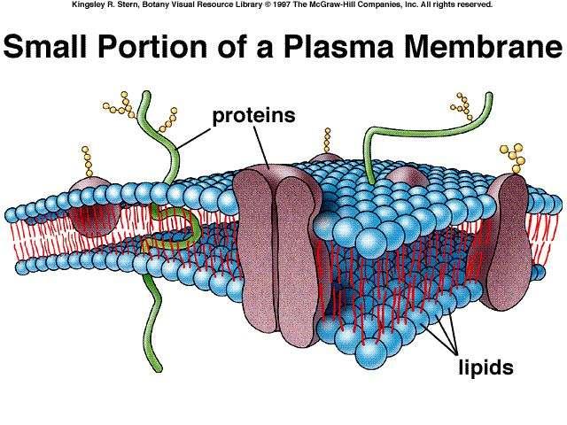 Plant cell membrane- phospholipid bilayer