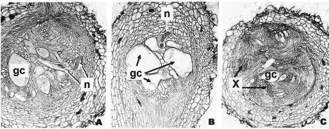 Fig. 8. A to C, Histopathology of Meloidogyne baetica n. sp. on tomato (cv. Roma) showing giant cells (gc) near the xylem poles (X), and the immaturity of the nematode (n).