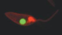 General Cell Membrane Labeling PKH26PCL PKH26 Red Fluorescent Cell Linker Kit for Phagocytic Cell Labeling MINI26 PKH26 Red