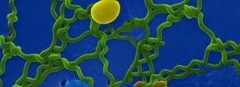 singular) Rod-shaped bacteria E.g. Bacillus