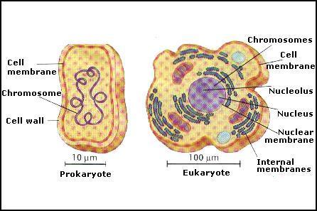 Two Types of Cells All cells are surrounded by a barrier called a cell membrane and contain DNA Eukaryotic cells contain a nucleus & membrane organelles.