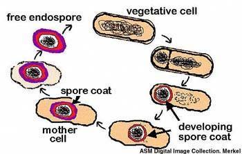 Endospores Allow bacteria to survive periods of very harsh conditions by going into a dormant endospore form After copying DNA, one copy is surrounded by a thick