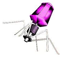 Viruses & Bacteriophage: The Boundary of Life All living things share 8 characteristics. Viruses do not meet all of these characteristics.