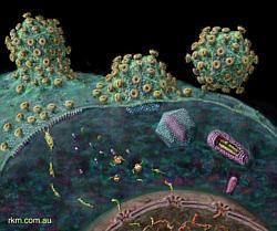 Viruses are host specific a protein on the surface of the virus has a shape that matches a