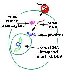 Proviruses A provirus is a DNA virus that