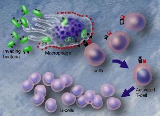 HIV doesn t target just any cell, it goes right for the cells that want to kill it. Helper" T cells are HIV's primary target. These cells help direct the immune system's response to various pathogens.