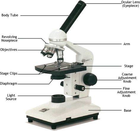 Compound Light Microscope Combination of lenses and light used to magnify small objects