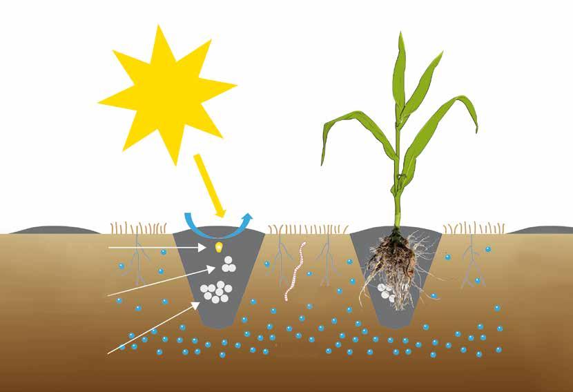 The Concept: Strip-Till with the Kultistrip Sun air residues maize corn row fertilizer applied by precision seeder worm fertilizer depot applied by Kultistrip after seeding water growing Focus on the