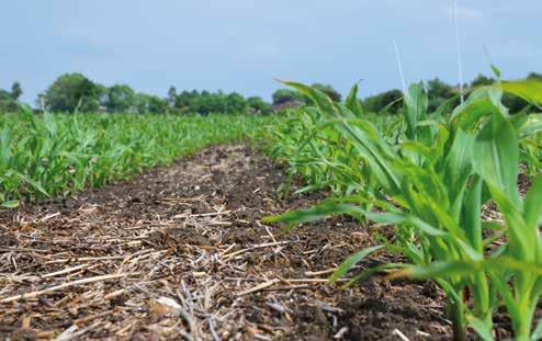 The field remains workable even in difficult weather conditions; this means drilling can be done earlier and driving on the field for crop care and