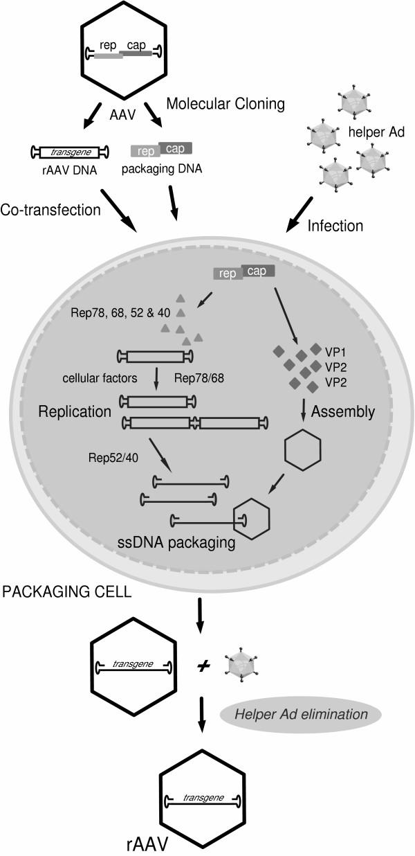 Initial recombinant AAV production system Construction of plasmids encoding raav genomes in which wild-type sequences necessary for genome replication and packaging (i.e., the AAV ITRs) frame a transgene instead of the AAV rep and cap genes.