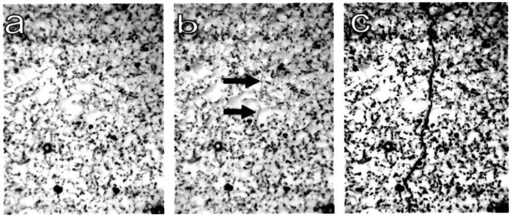 Small fatigue crack behavior Sequence replica micrographs of the ultrasonically fatigued and rotary bending fatigued specimens are shown in Figures 4 and 5, respectively.