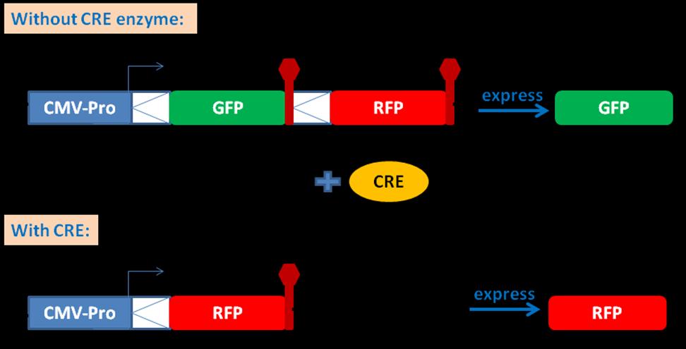 efficiency delivery of the expressed CRE protein into cell nuclear where the recombination occurs.