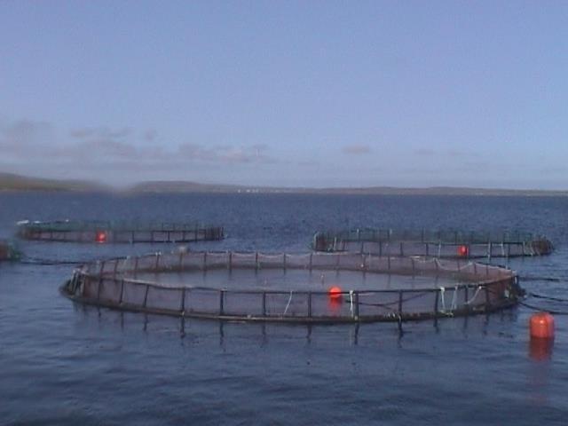 Fish farm impacts on maerl bed crustaceans Jason Hall-Spencer EU policy: move fish farms to areas with strong current flow