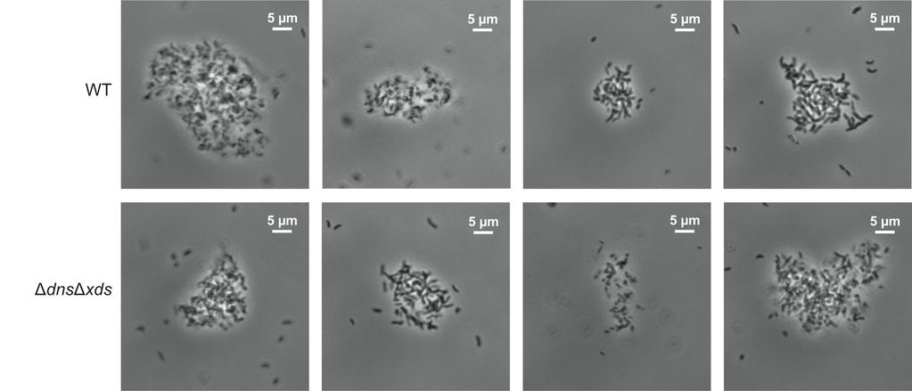 Fig. S9. Visualization of dispersed biofilm clumps.