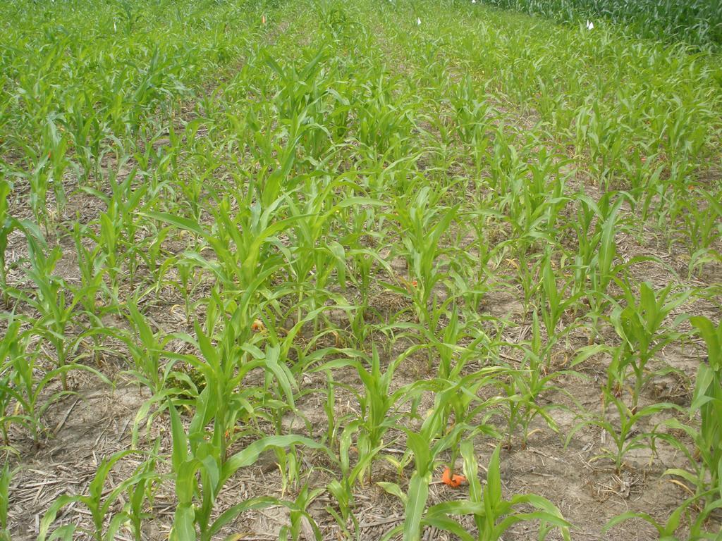Research Objective Assess the season-long effects of volunteer corn on
