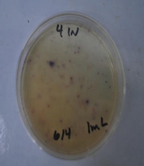Figure 3. Plate count agar dish after 24 hours of incubation. The % coliform removal of each BSF was determined by comparing the influent and effluent CFU counts through equation 3.