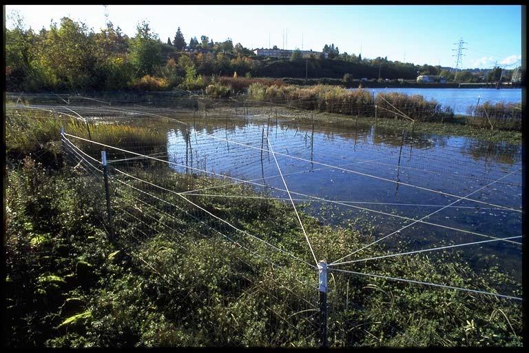 Figure 16: Turning Basin Number Three Demonstration site in 1999 The intertidal marsh plantings and native riparian shrubs and trees are well developed at the demonstration site three years following