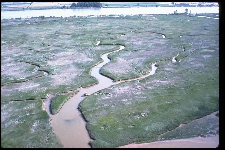 Figure 22: Photograph illustrating native estuarine marsh, with side channel features The historic marsh habitat in the Duwamish estuary contained marsh area similar to the photograph above.