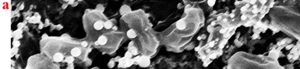 Supplementary Figure 5: SEM images of the Mn2P2O7 carbon@rgo paper prepared with (a) Mn2+ on the surface of the