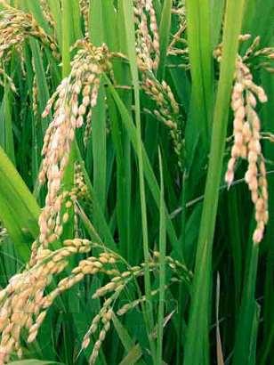 Crop genetic coefficients of rice variety IR 64 Genetic Coefficient IR 64 P1 500