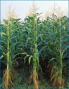 Crop genetic coefficients of Sweet Corn Genetic Coefficient Sweet Corn