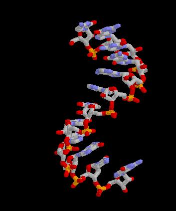 The Role of RNA Genes contain coded DNA instructions that tell cells how to build proteins.