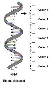 Start and Stop Codons The genetic code has punctuation marks.