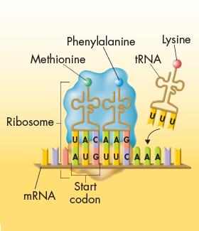 Steps in Translation mrna is transcribed in the nucleus and then enters the cytoplasm for translation 1. rrna (the ribosome) attaches to a mrna molecule in the cytoplasm 2.