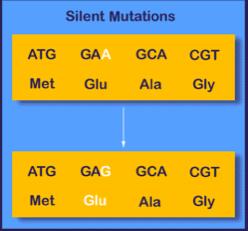 Silent Mutation Remember: there is more than one codon for each amino