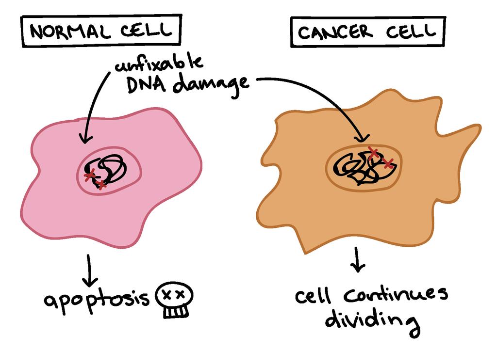 Connection to Cancer DNA mutations happen.